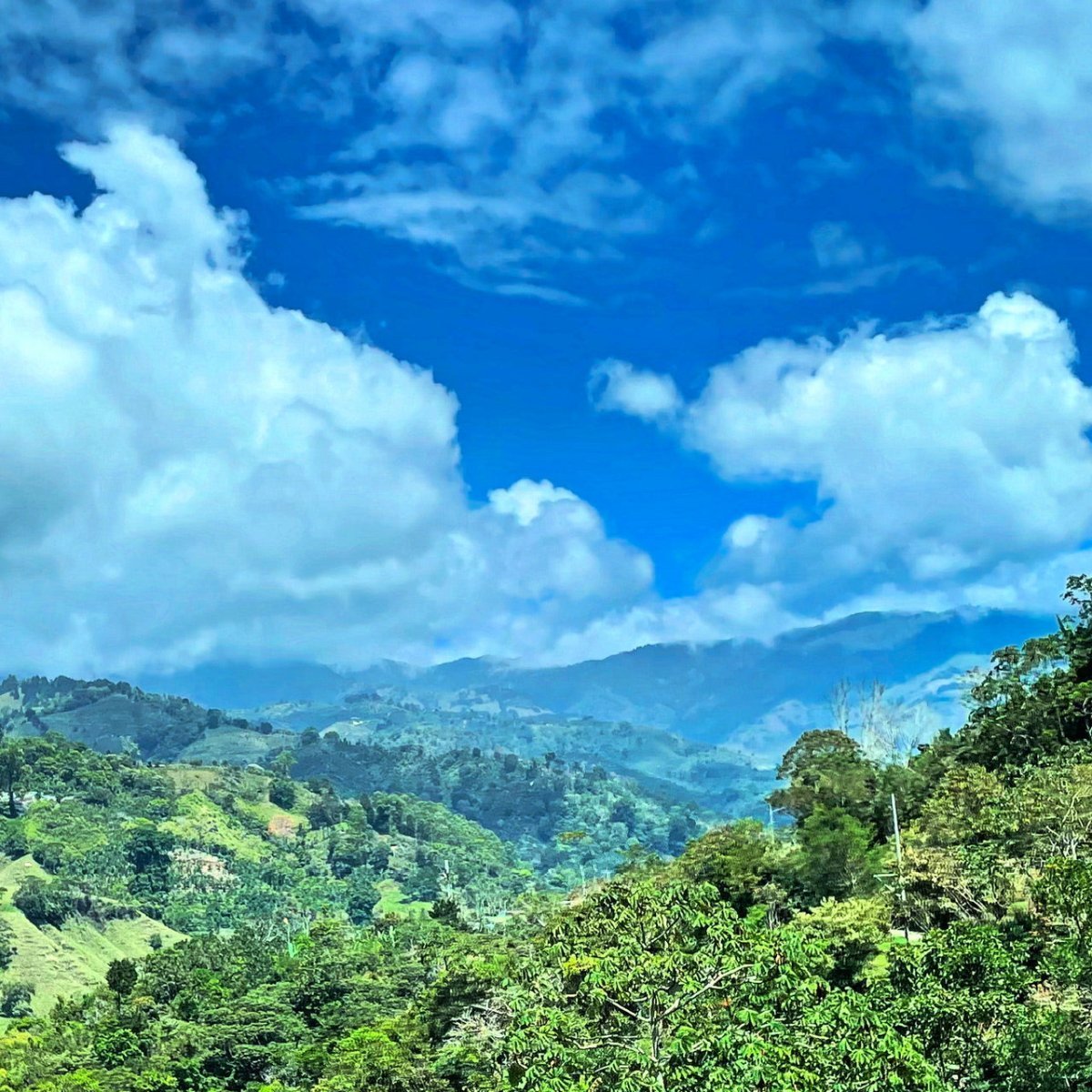 Costa Rica 2025 - Reseskilldring - Kafferäven
