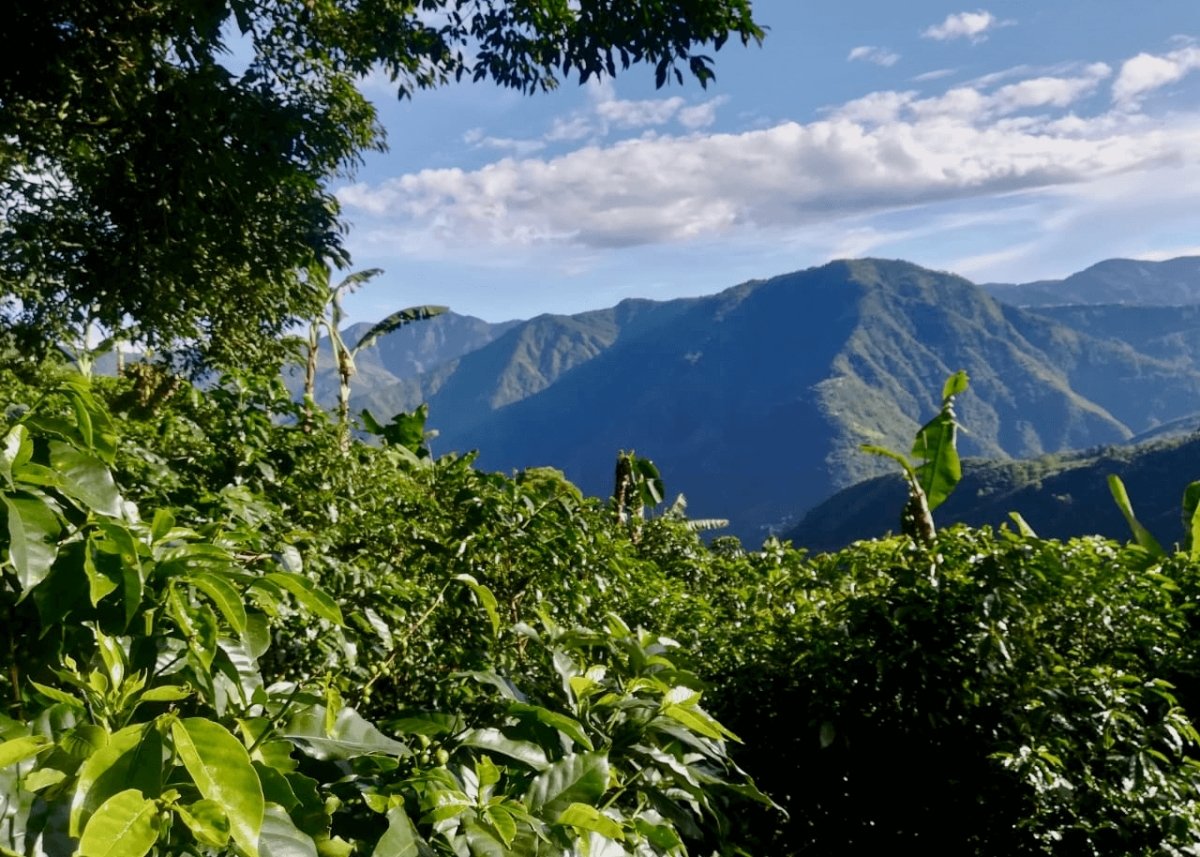 Nyheter från Costa Rica - Kafferäven