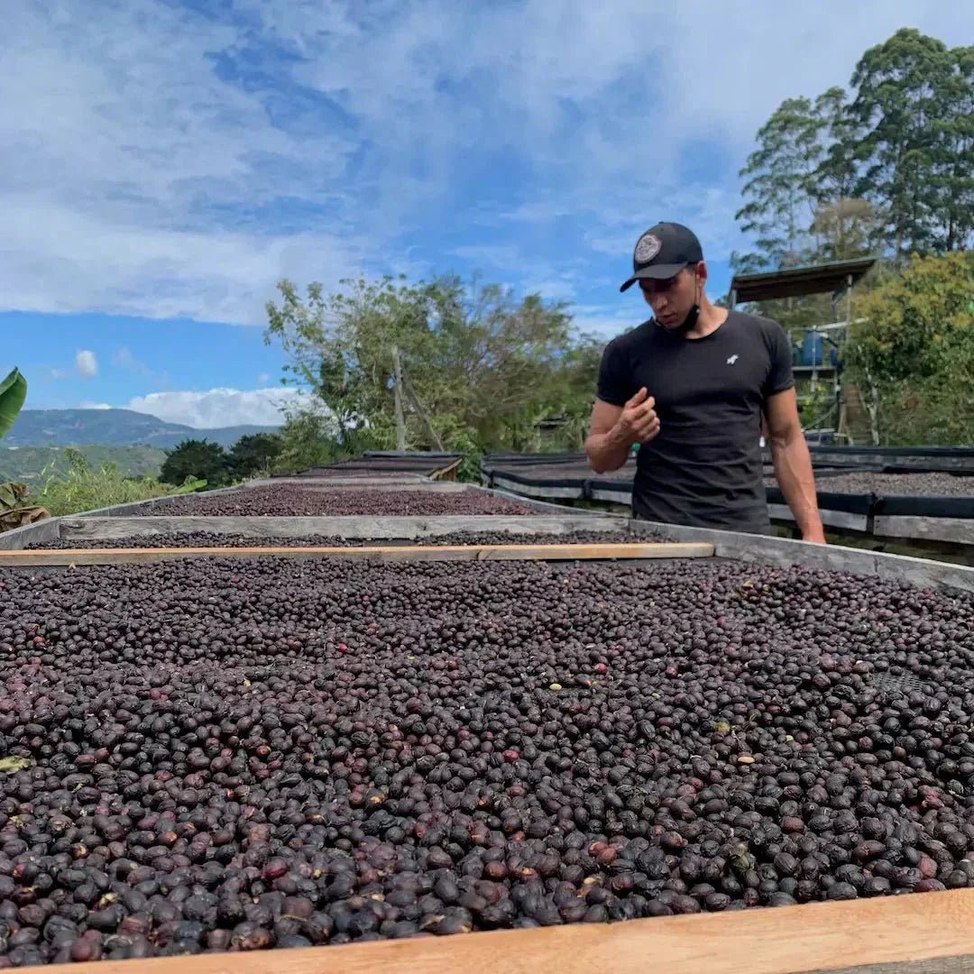 YEMERSON, COSTA RICA - Reseskildring - Kafferäven