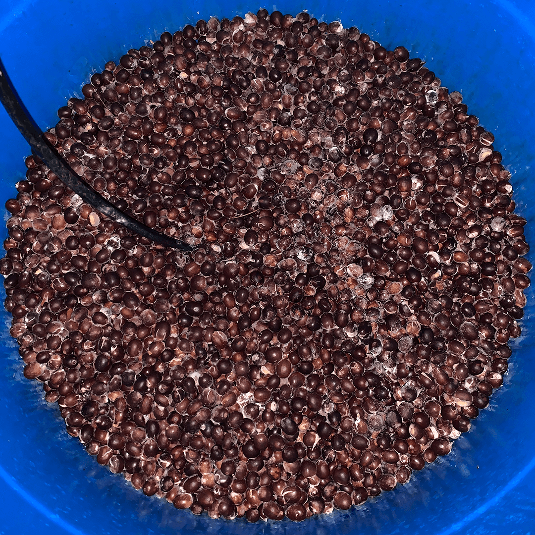 Kaffets processmetoder anaerobisk fermentering