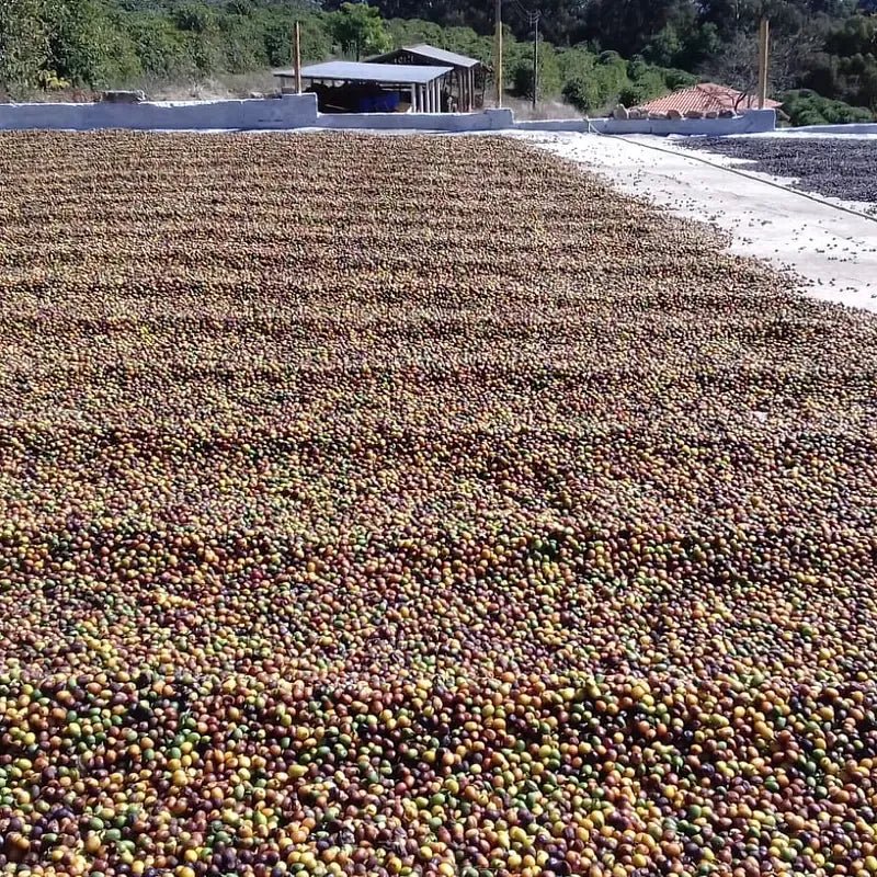 Alto da Serra - kaffe från Brasilien - Kafferäven - Single Origin Coffee