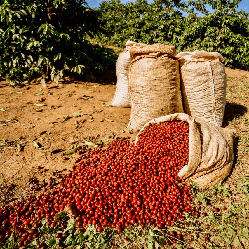 Landskaffe Brasilien - Kafferäven - Coffee Blends