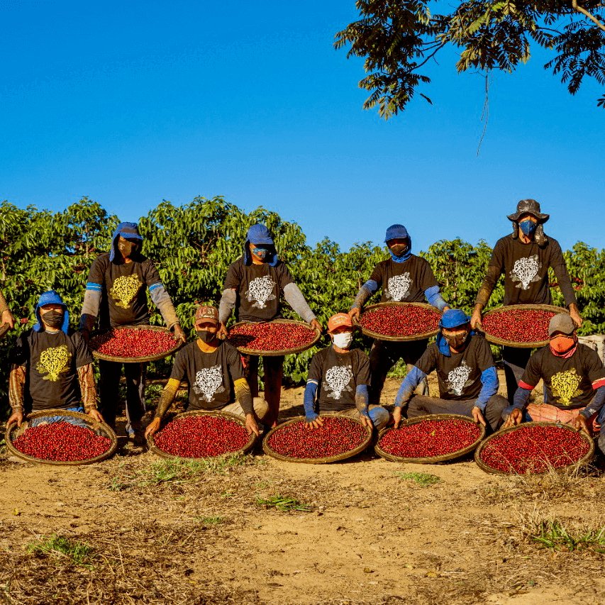 Landskaffe Brasilien - Kafferäven - Coffee Blends