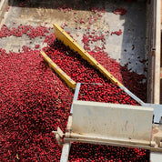 Landskaffe Brasilien - Kafferäven - Coffee Blends