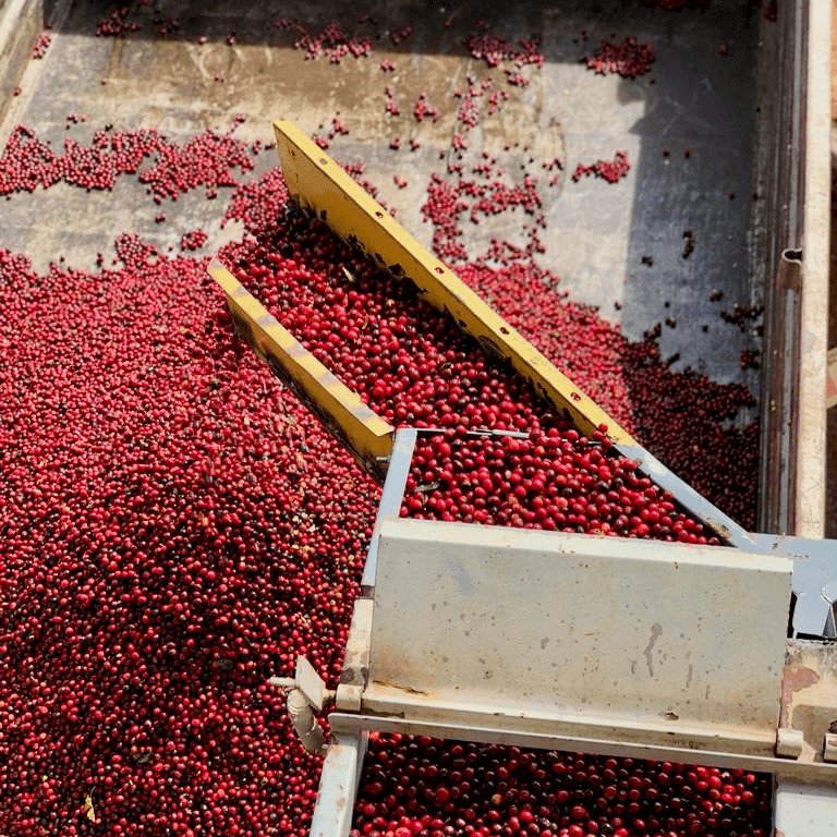 Landskaffe Brasilien - Kafferäven - Coffee Blends