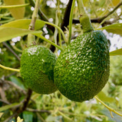 Landskaffe Costa Rica - Kafferäven - Coffee Blends