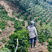 Landskaffe Costa Rica - Kafferäven - Coffee Blends