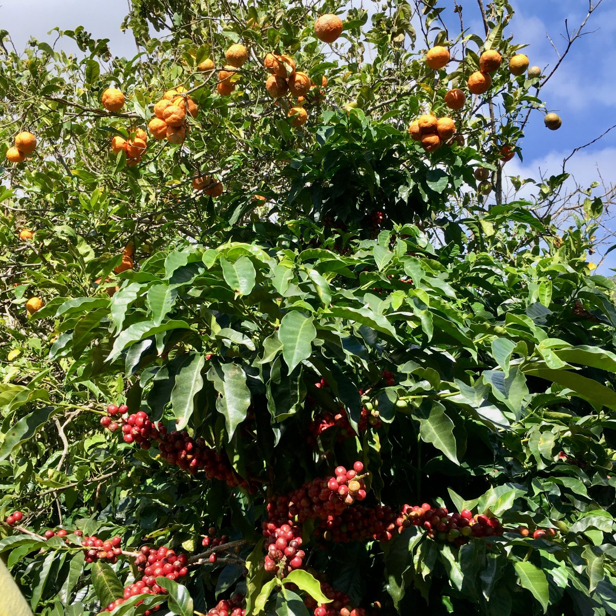 Landskaffe Costa Rica - Kafferäven - Coffee Blends