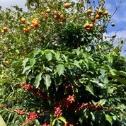 Landskaffe Costa Rica - Kafferäven - Coffee Blends