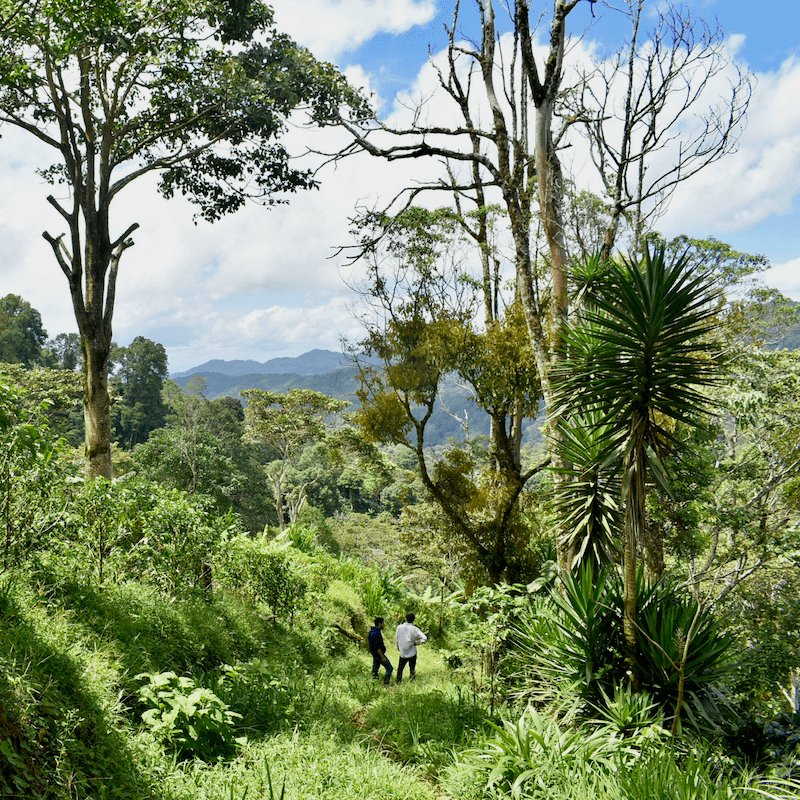 Landskaffe Nicaragua - Kafferäven - Coffee Blends