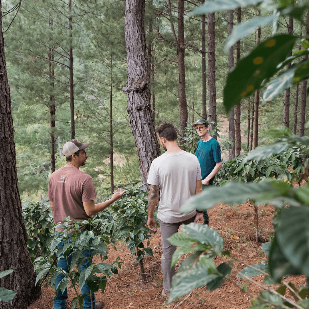Landskaffe Nicaragua - Kafferäven - Coffee Blends