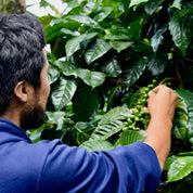 Landskaffe Nicaragua - Kafferäven - Coffee Blends