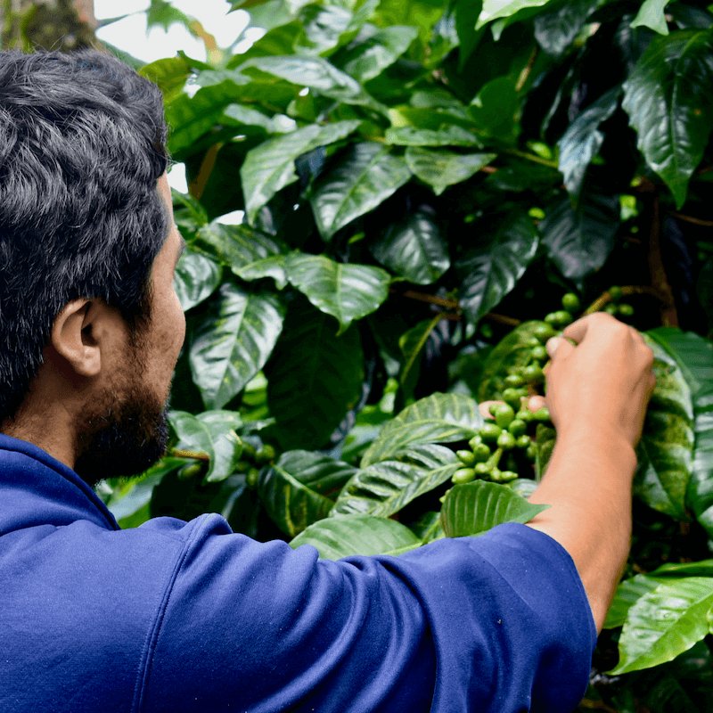 Landskaffe Nicaragua - Kafferäven - Coffee Blends