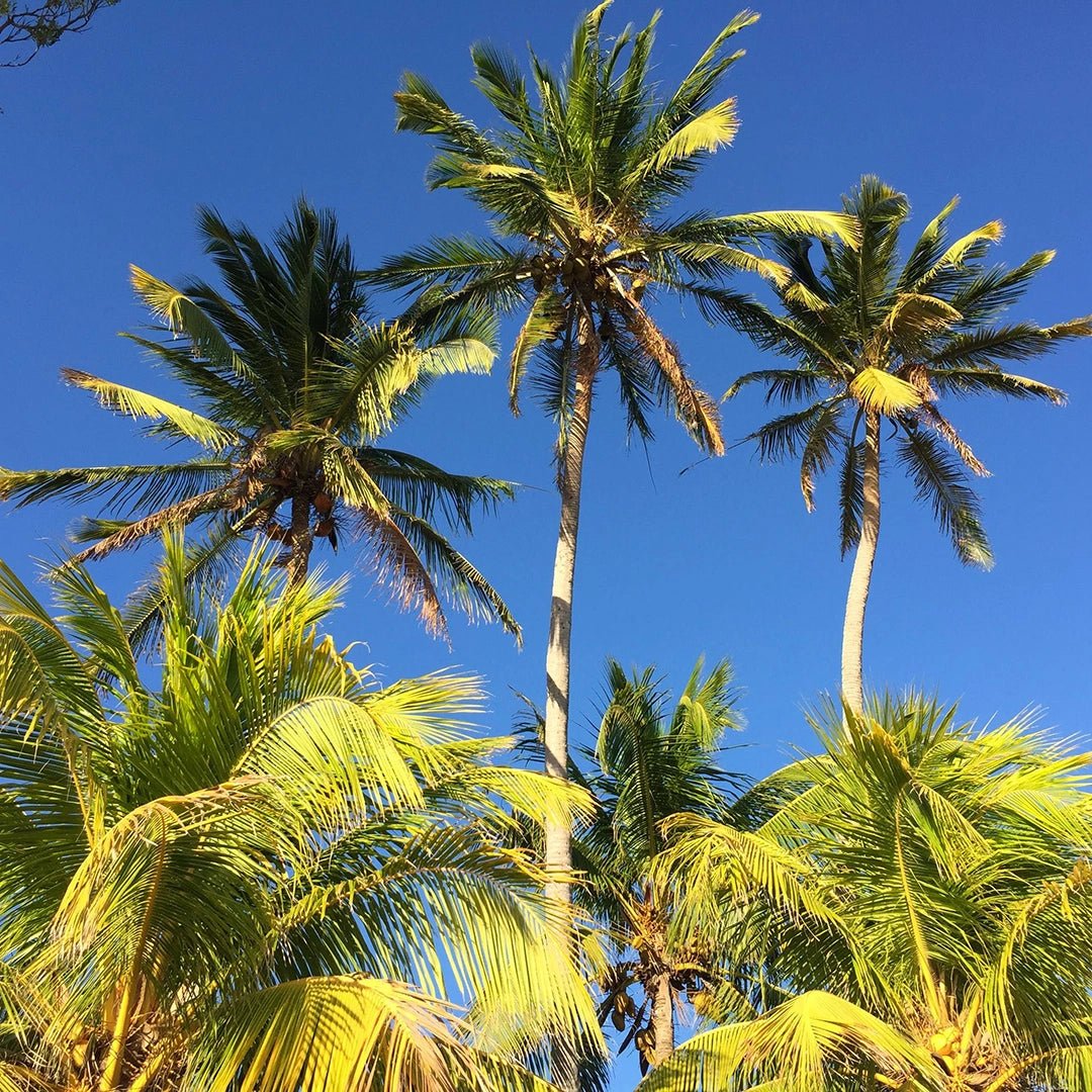 Landskaffe Nicaragua - Kafferäven - Coffee Blends