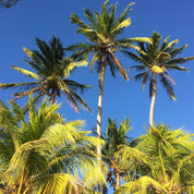 Landskaffe Nicaragua - Kafferäven - Coffee Blends