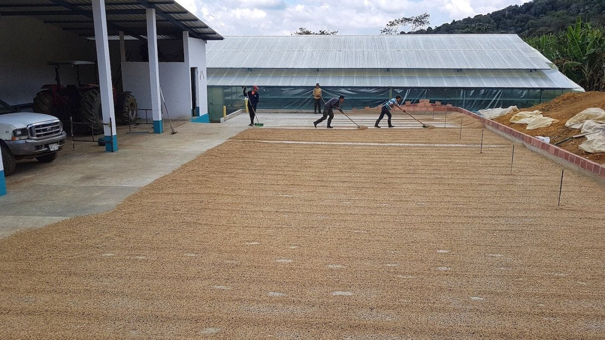 7 december - Colombia - El rodeo - Kafferäven