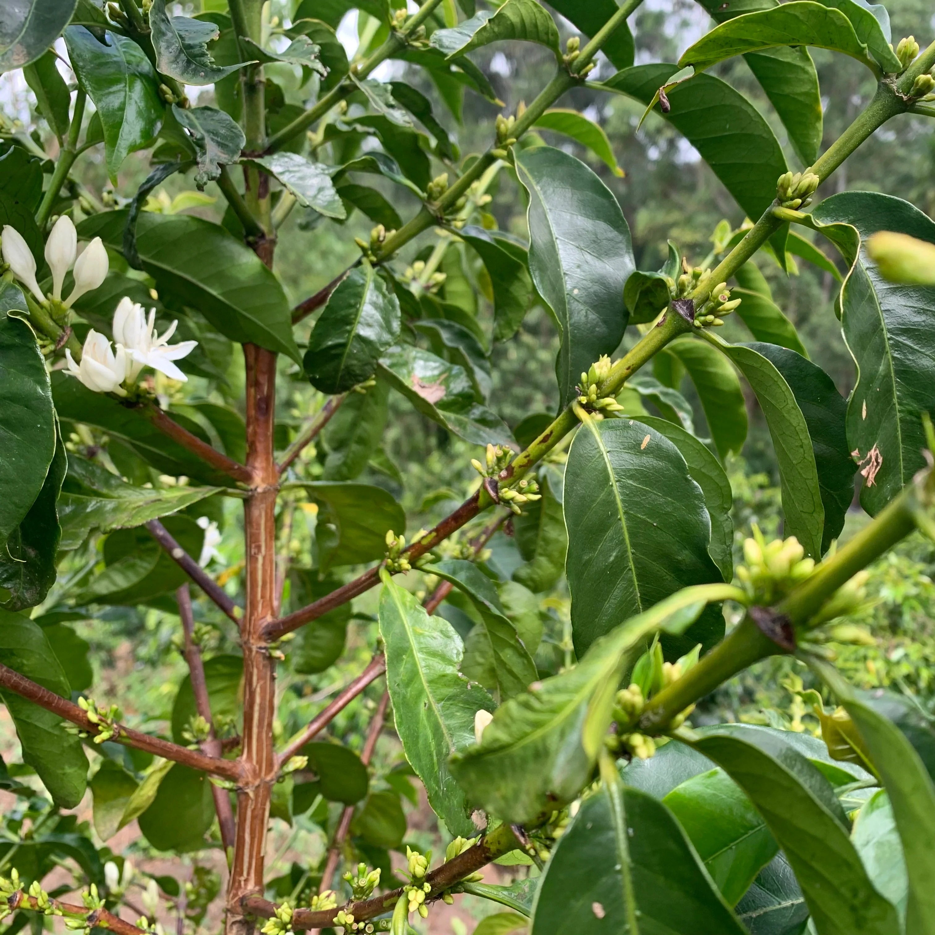 Prenumeration i februari 2026