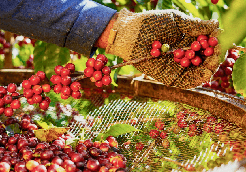 I väntan på nästa skörd - Kafferäven