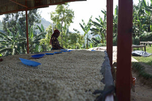 Kaffeprenumeration i November -  en dubbel från Östafrika - Kafferäven