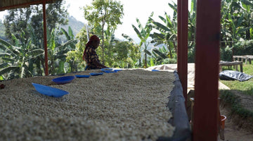 Kaffeprenumeration i November -  en dubbel från Östafrika - Kafferäven