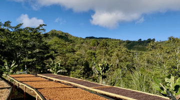 Kaffeprenumeration i oktober, nyheter från Centralamerika - Kafferäven