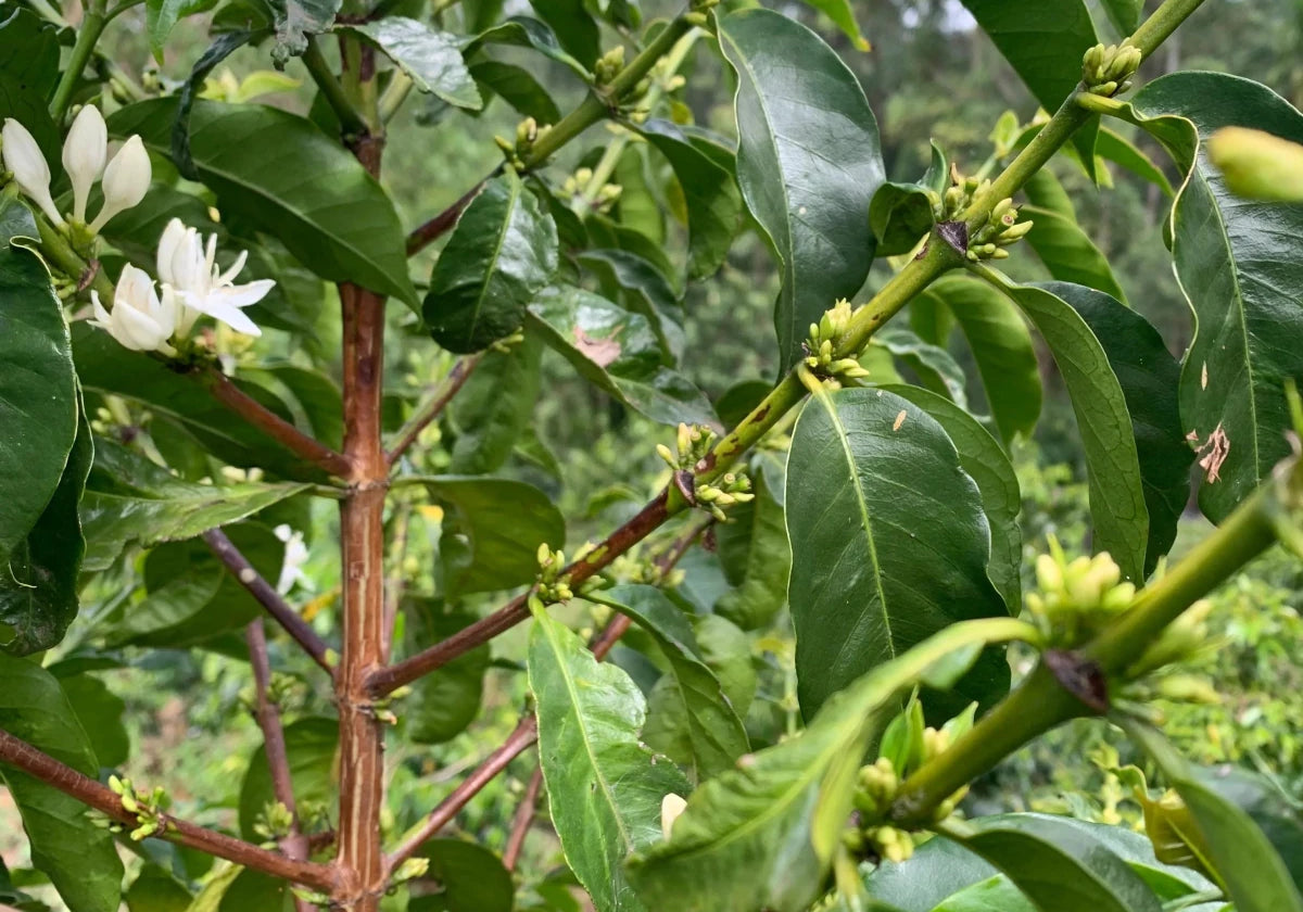 Prenumeration i februari 2026 - Kafferäven