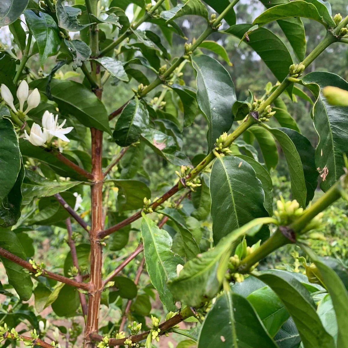 Prenumeration i februari 2026 - Kafferäven