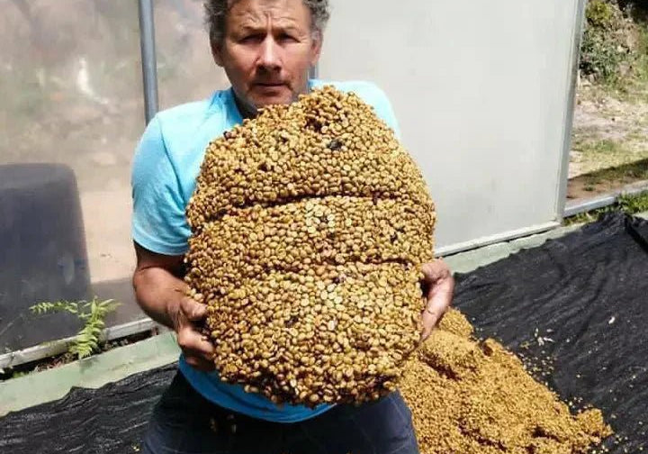 Räddat kaffe från Costa Rica - Kafferäven