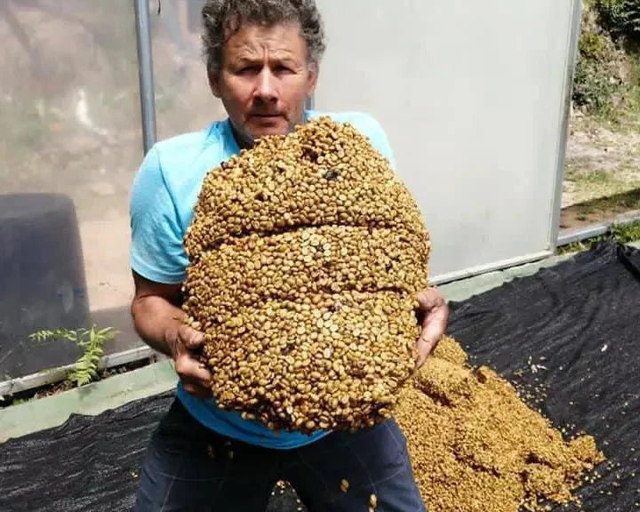 Räddat kaffe från Costa Rica - Kafferäven