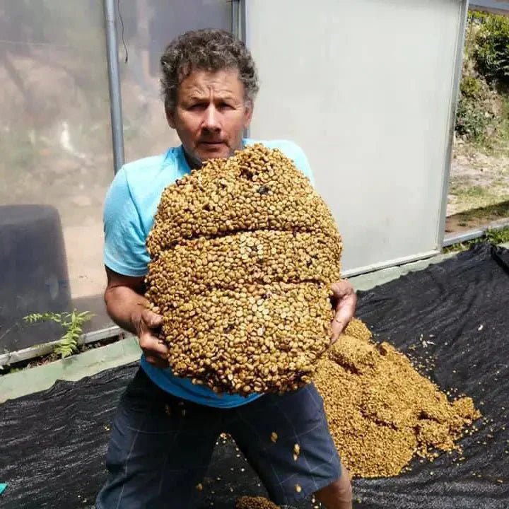 Räddat kaffe från Costa Rica - Kafferäven