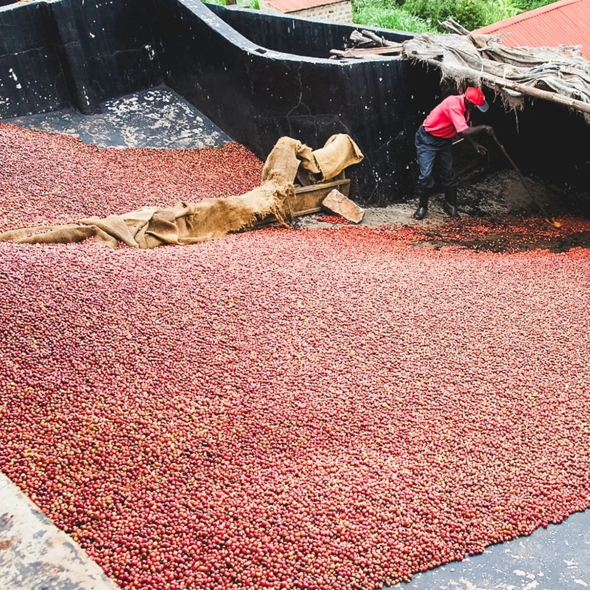 Rosteriets val i oktober - Guji Heirloom och Kii AA - Kafferäven