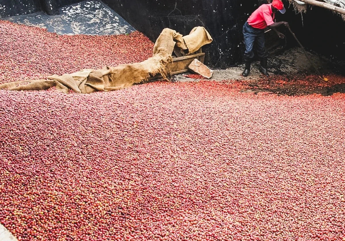 Rosteriets val i oktober - Guji Heirloom och Kii AA - Kafferäven