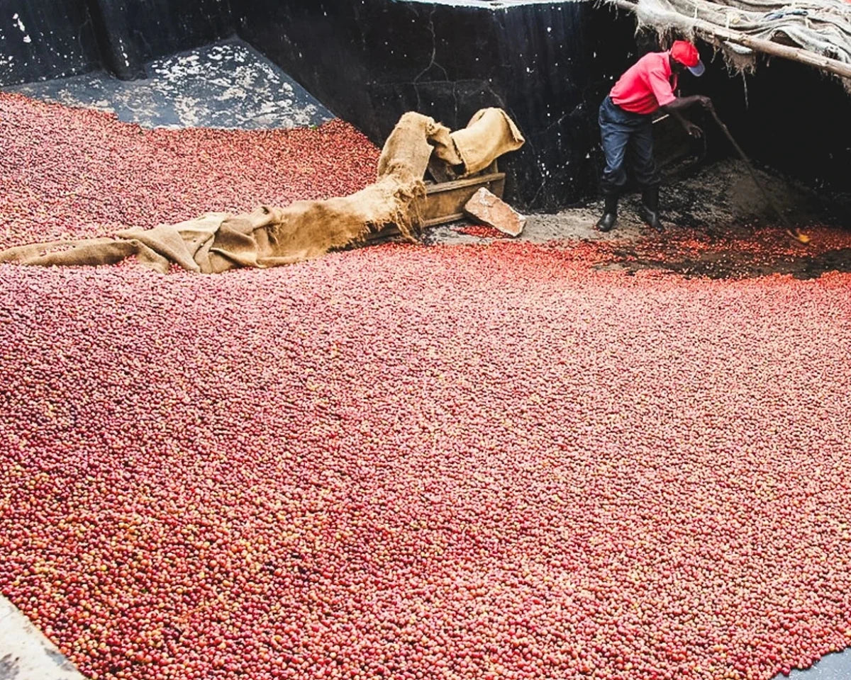 Rosteriets val i oktober - Guji Heirloom och Kii AA - Kafferäven