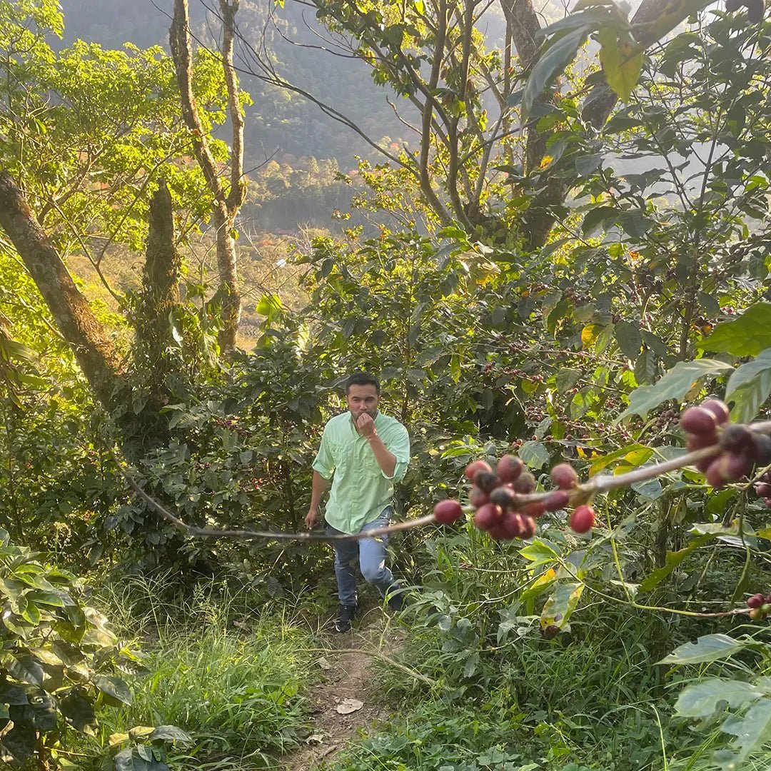 Samuel Zavala, Nicaragua - Reseskildring - Kafferäven