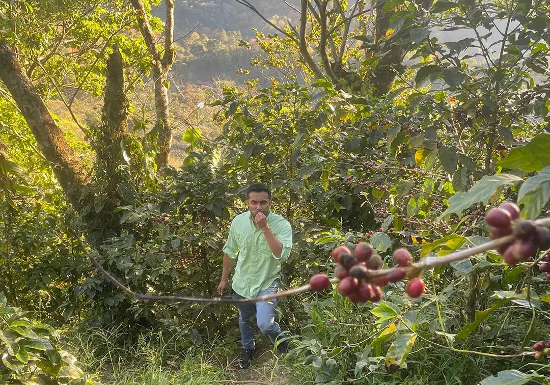Samuel Zavala, Nicaragua - Reseskildring - Kafferäven