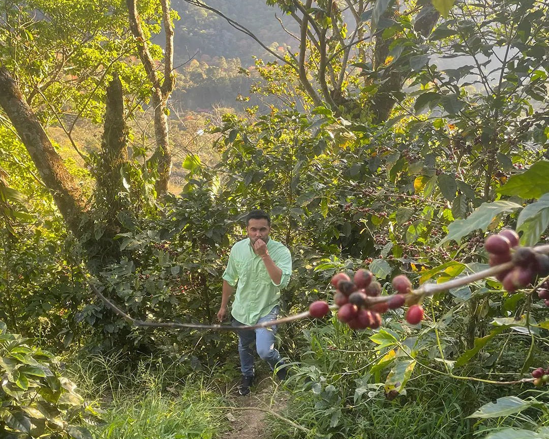 Samuel Zavala, Nicaragua - Reseskildring - Kafferäven