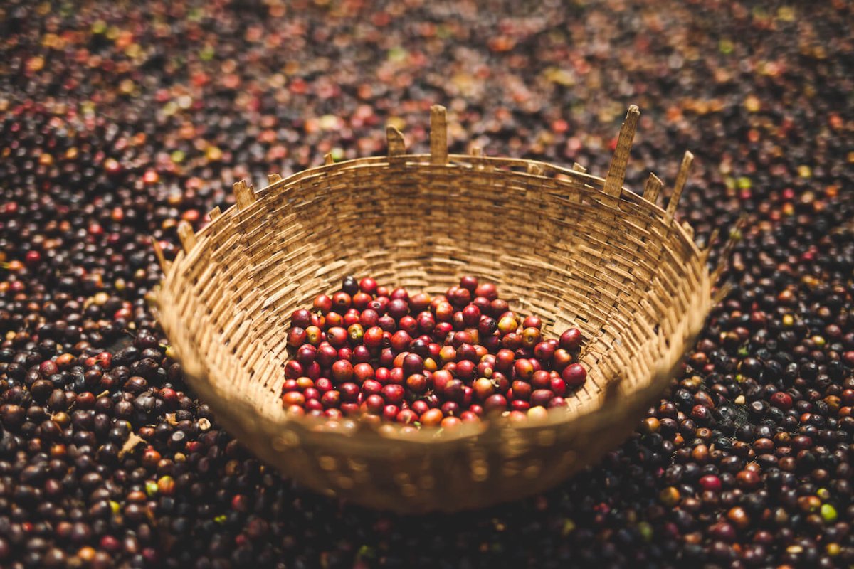 Snart kan du läsa Kafferävens IMPACT REPORT - Kafferäven