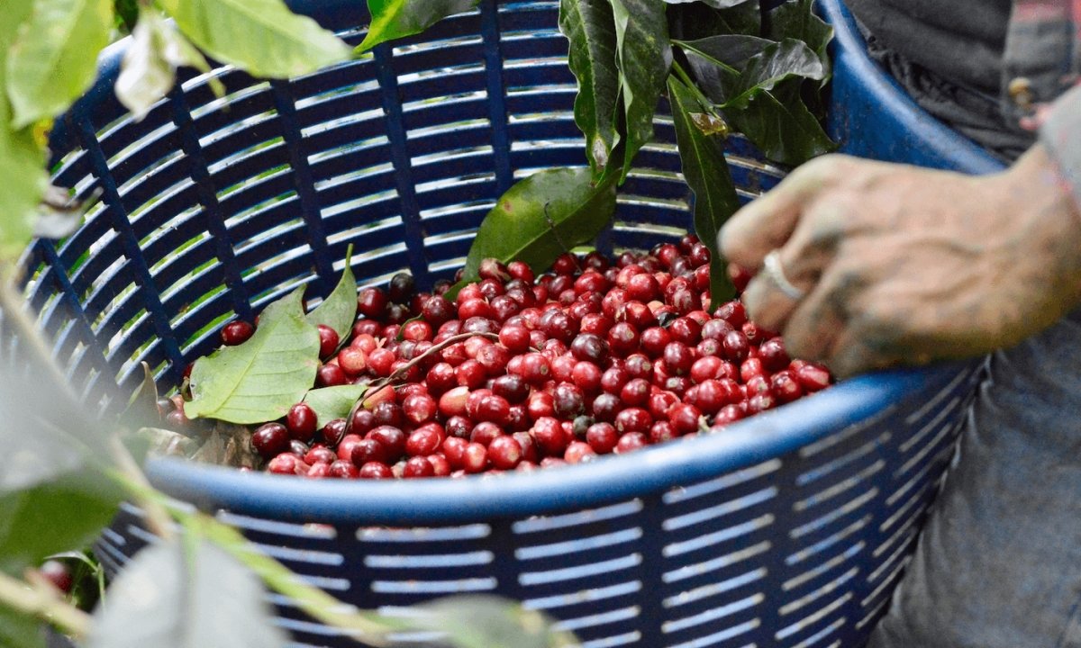 12 - Kafferäven