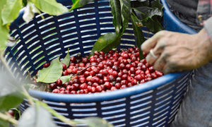 Specialkaffekalender 16/12 - kafferaven