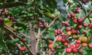 Specialkaffekalender 21/12 - kafferaven
