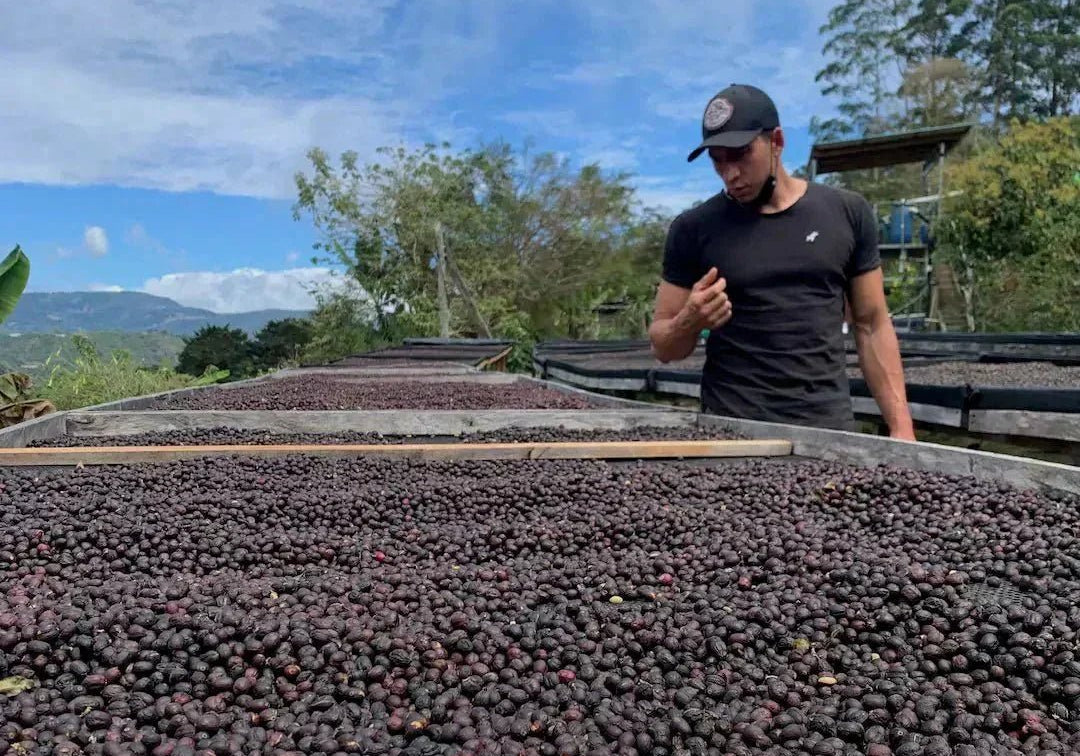 YEMERSON, COSTA RICA - Reseskildring - Kafferäven