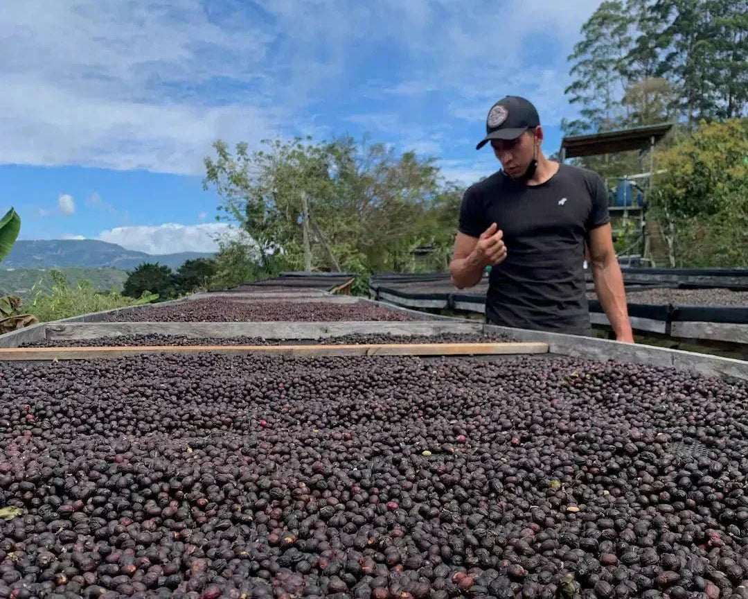 YEMERSON, COSTA RICA - Reseskildring - Kafferäven