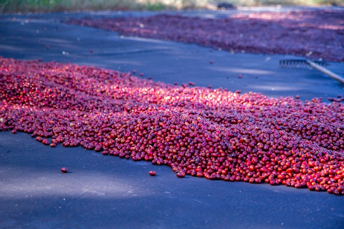 BÄRTORKAT KAFFE - Kafferäven