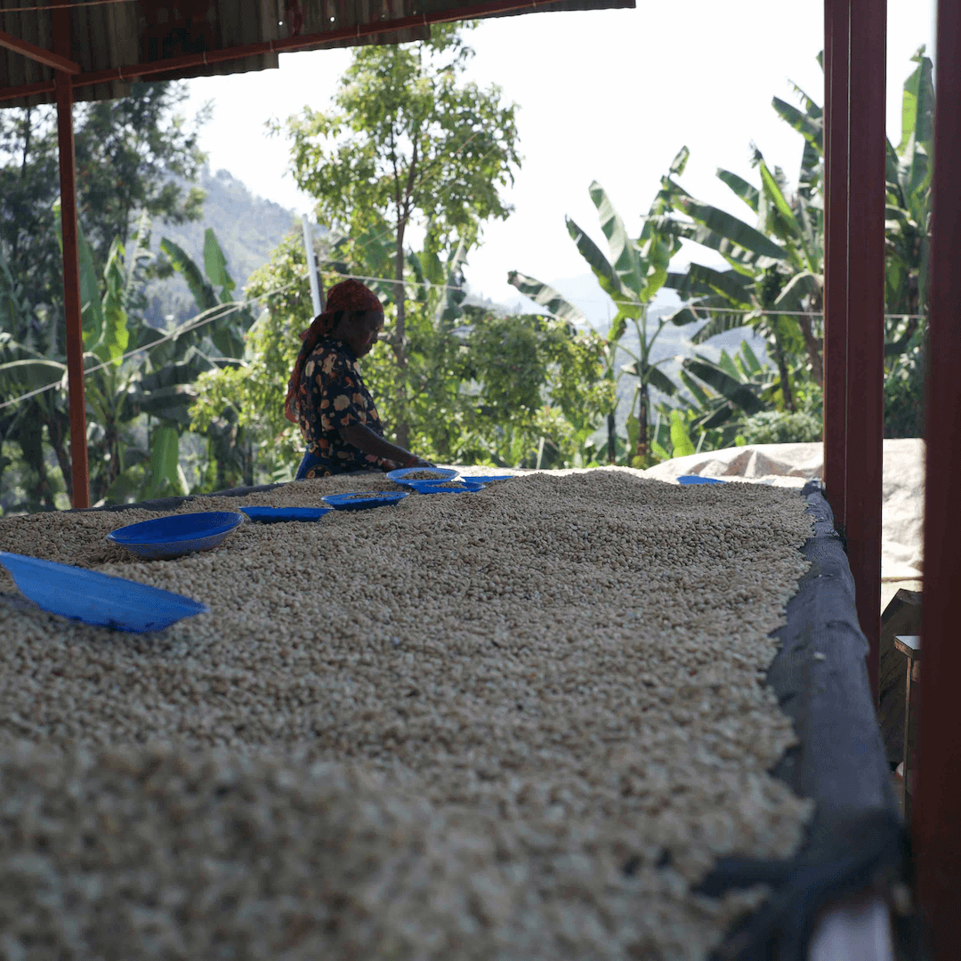 2 x 250g kaffe från Rwanda - Kafferäven - single origin coffee