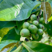 2 x Kenya - Kafferäven - Coffee Blends
