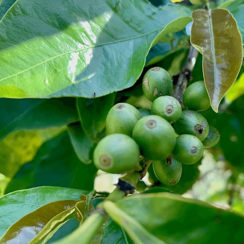 2 x Kenya - Kafferäven - Coffee Blends