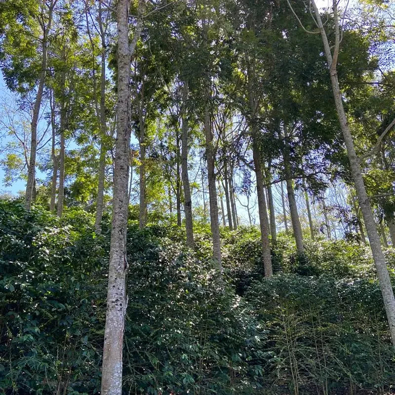 Alto da Serra - kaffe från Brasilien 