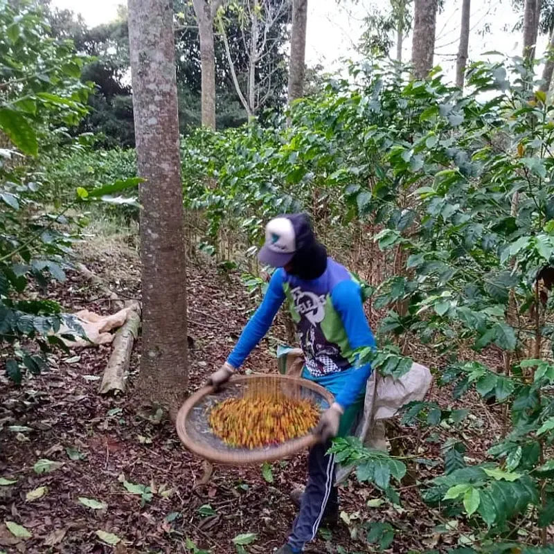 Alto da Serra - kaffe från Brasilien 