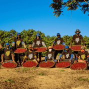 Capadócia - kaffe från Brasilien