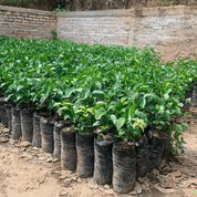 Guji Heirloom El Árbol  - kaffe från Nicaragua